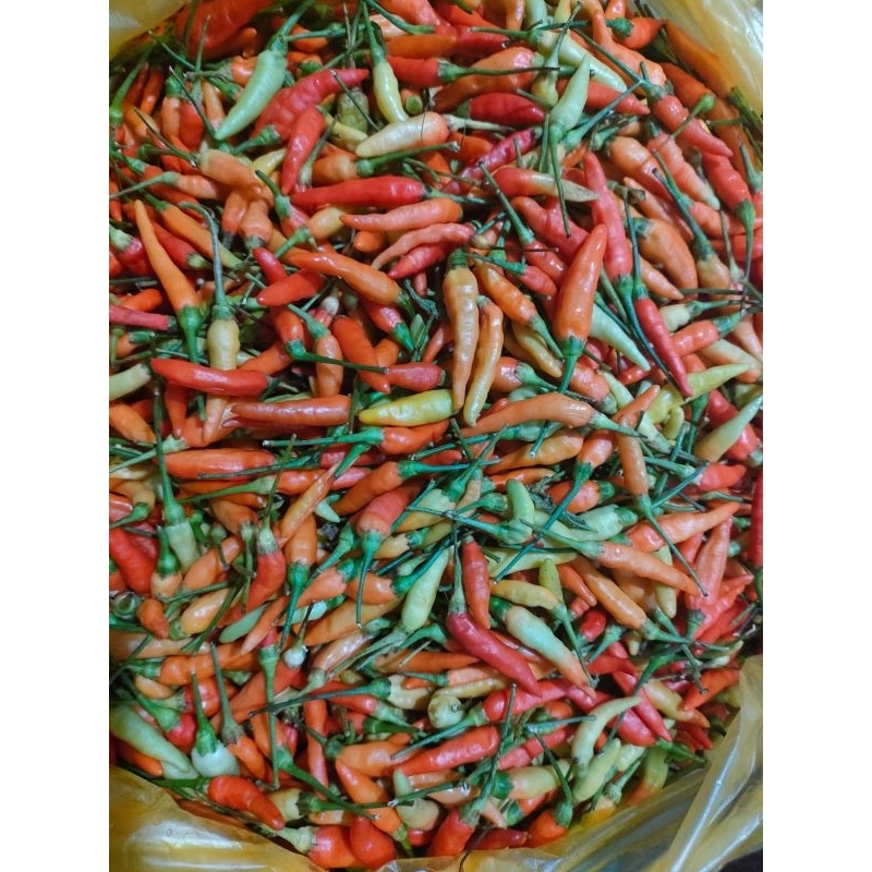 

cabai pedas