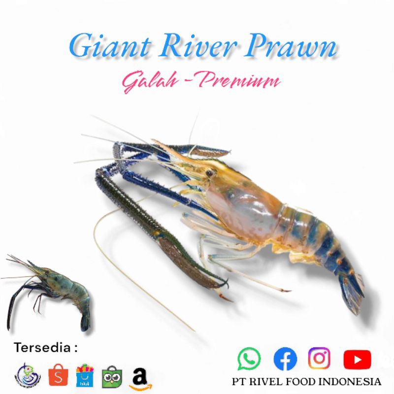 

Udang Galah Fresh 1Kg isi 8-10 Ekor