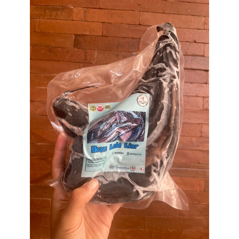 

LELE SUNGAI (TANGKAPAN LIAR)