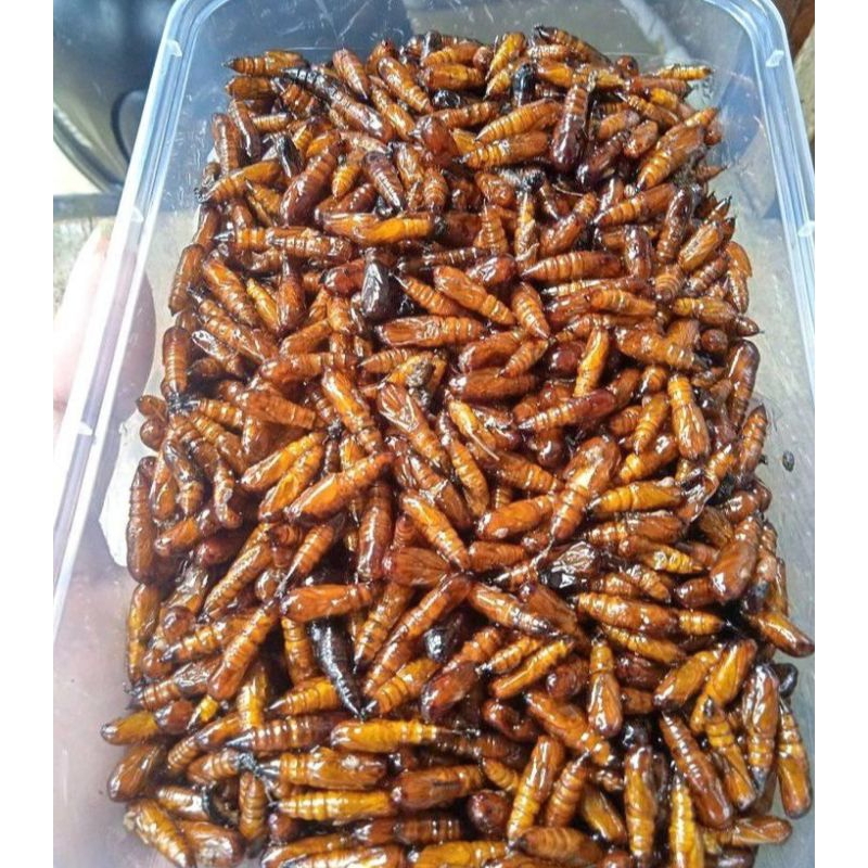 

Entung jati goreng,Wonogiri 40gr.Sangat lezat di temani nasi dan sambal