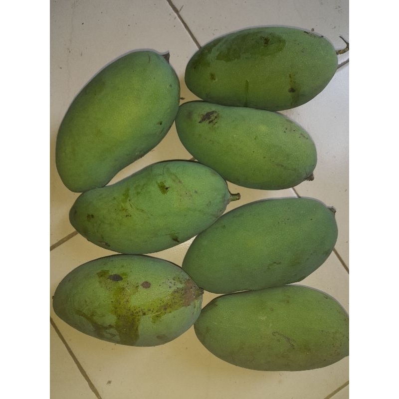 

Mangga Muda Segar