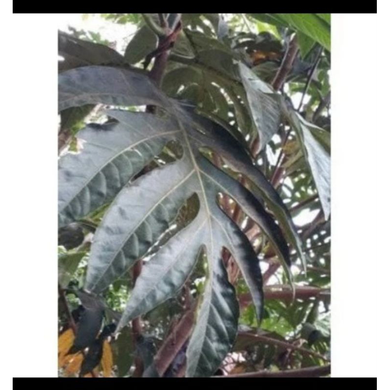 

Terlaris Daun Sukun Segar 1kg freshhh