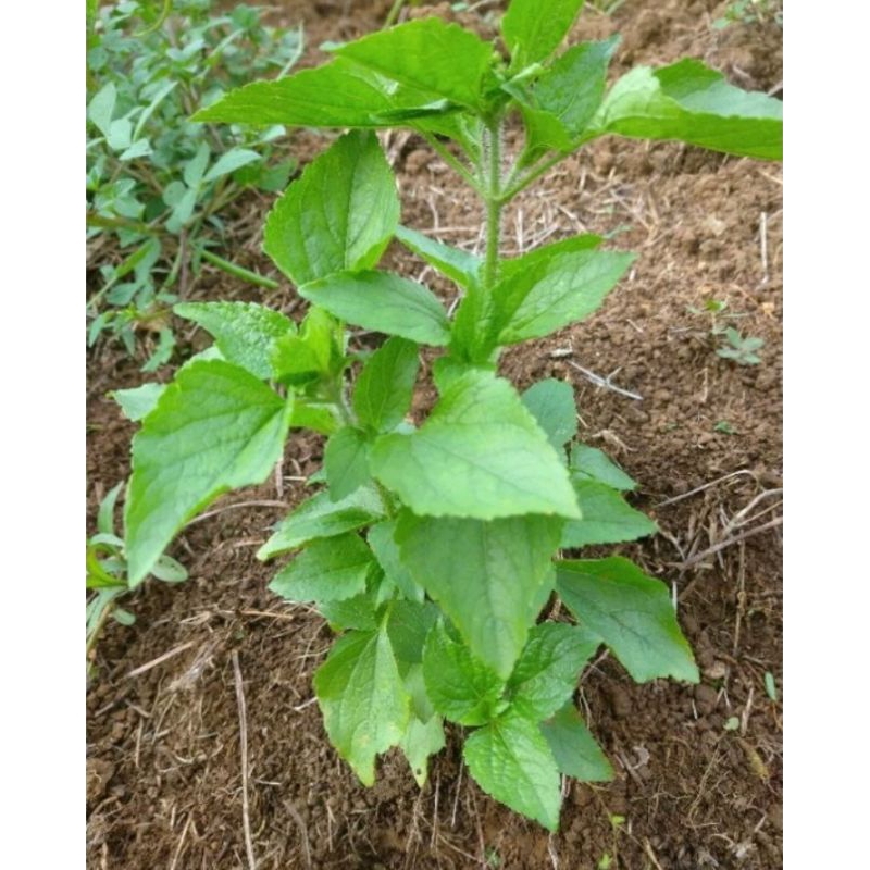 

promo daun babadotaan herbal fresh