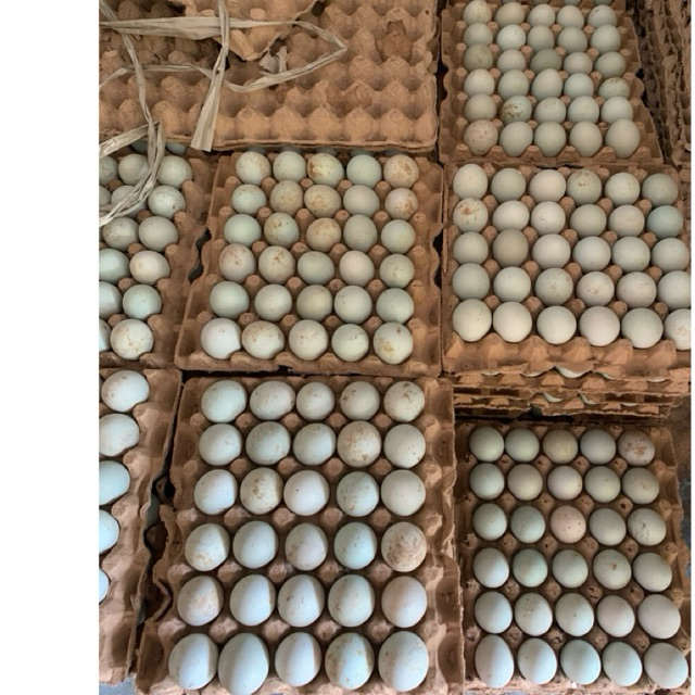 

Telur Bebek mentah - Telur Itik