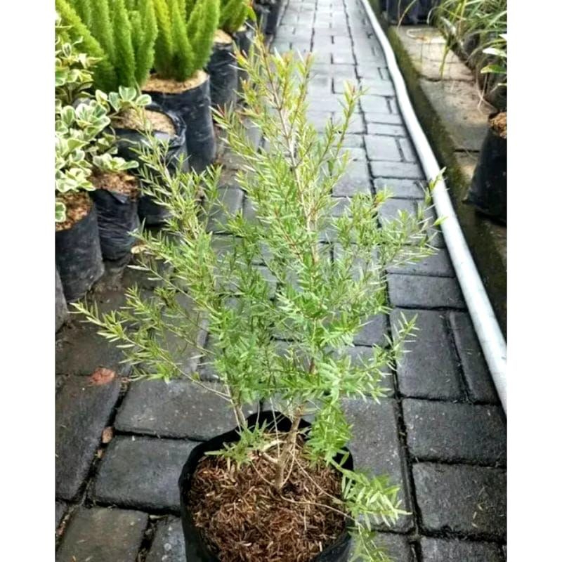 Bibit pohon kayu putih micro