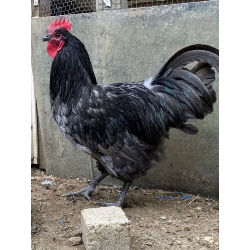 

telur tetas ayam blue Australorp untuk di tetaskan