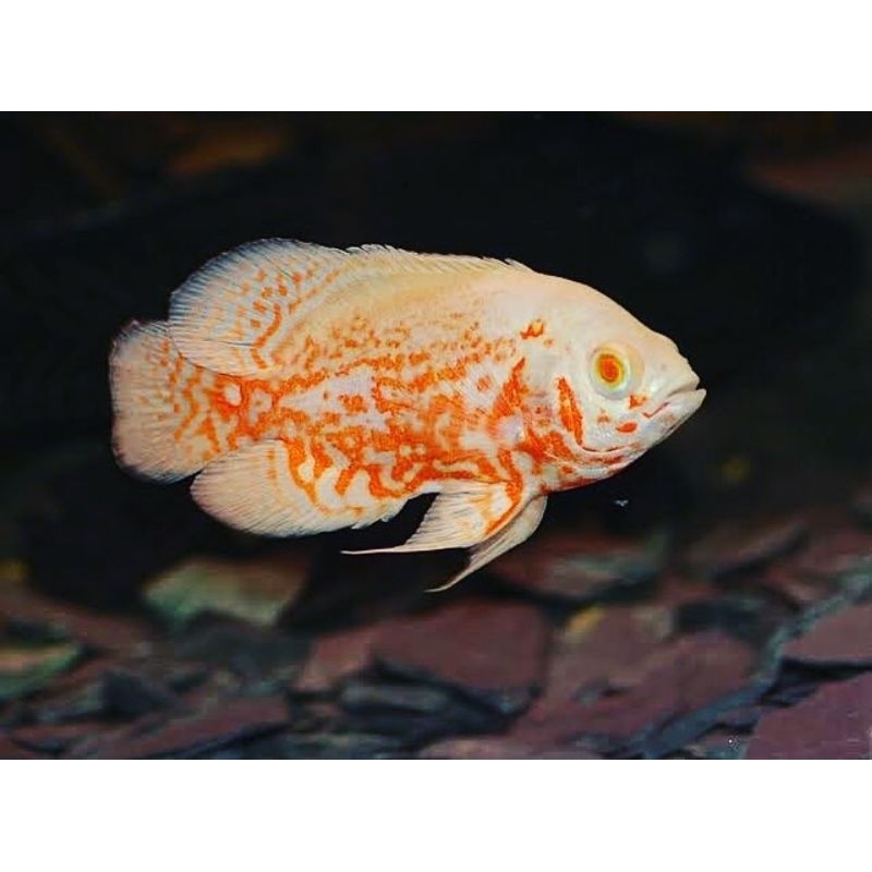 Oscar batik albino