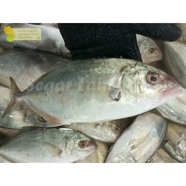 Ikan Kuwe Segar Ikan Kuwe Lilin 1Kg