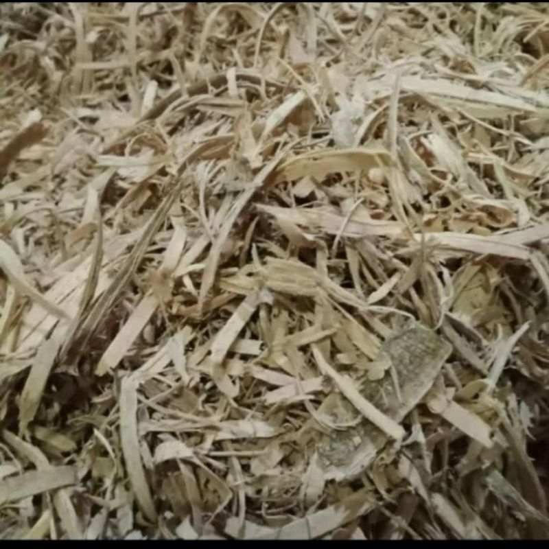 

Serut Bidara Laut/Widoro Laut/Doro Putih/Kayu Ular Kering 500 gram