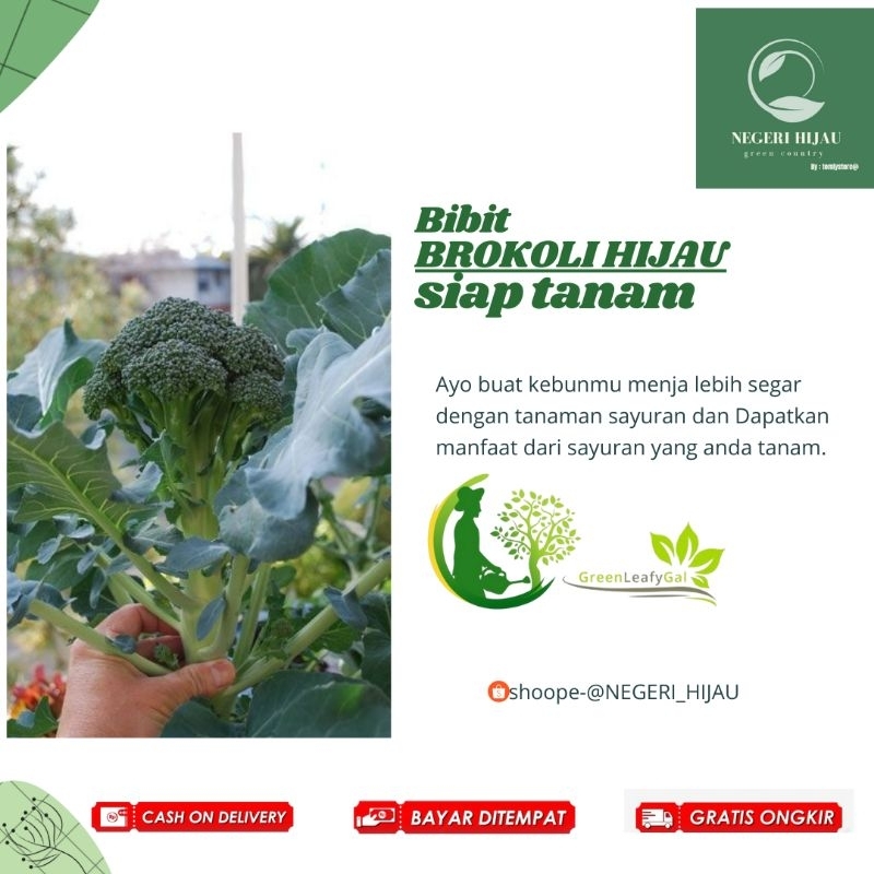 NEGERI HIJAU | Bibit Brokoli Hijau Siap Tanam