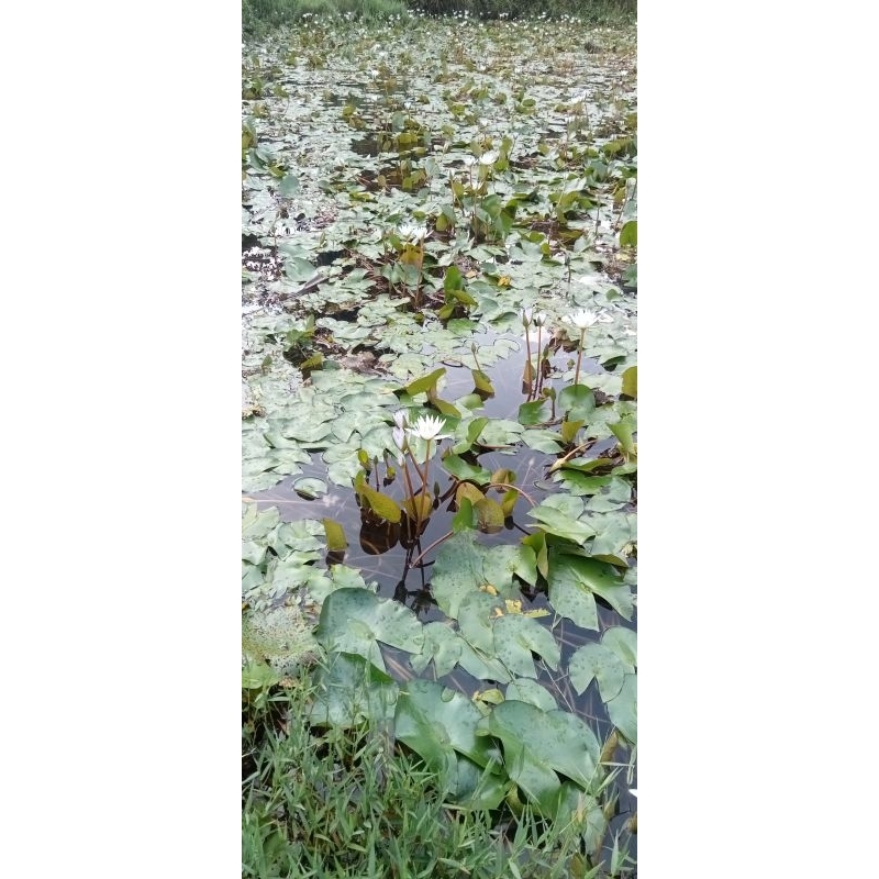 bibit bunga teratai bunga putih