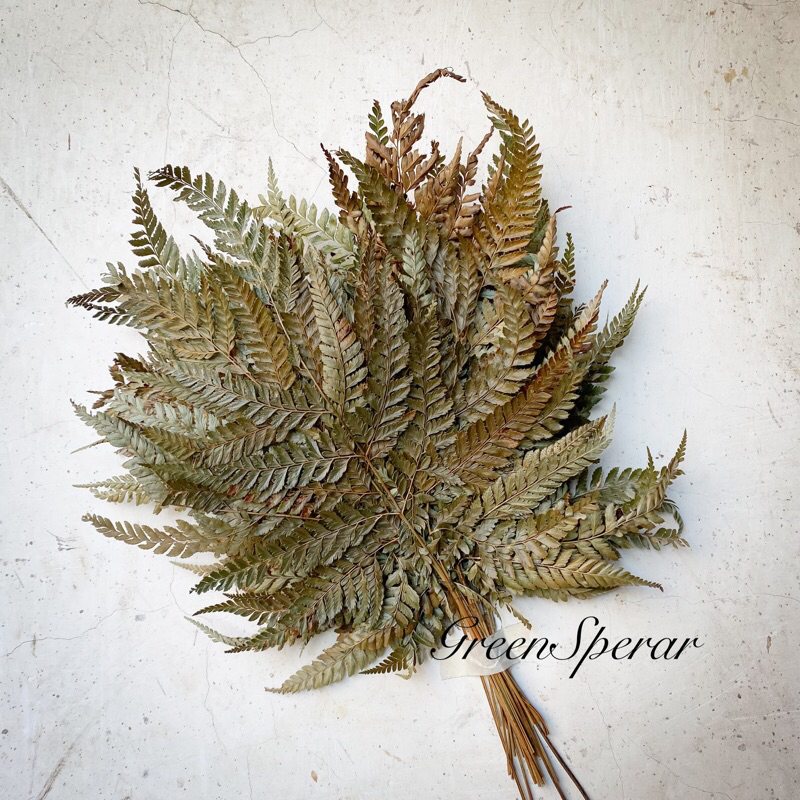 DAUN PAKIS | DAUN PAKIS KERING | DAUN PAKIS PREMIUM | DAUN PAKIS NATURAL