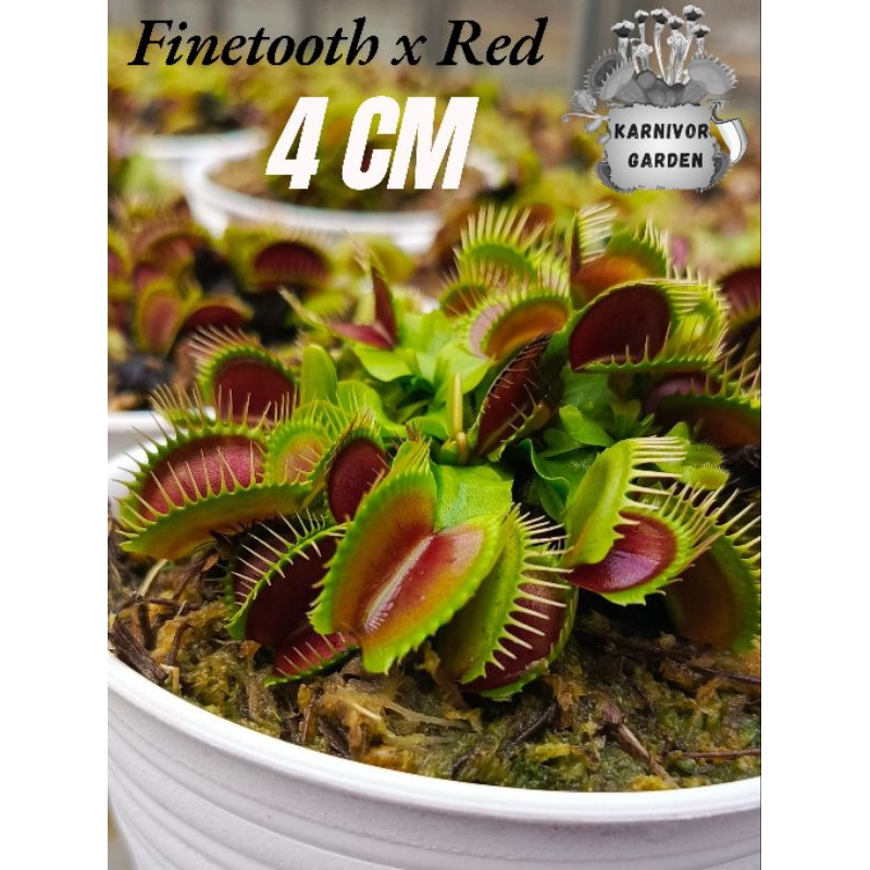 Tanaman Karnivora Venus Flytrap 4cm