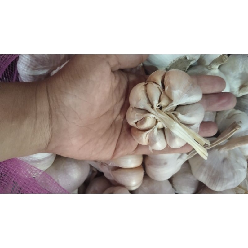 

Bawang putih bonggolan
