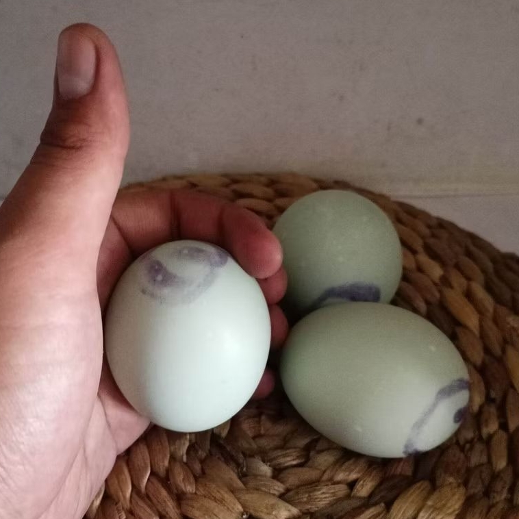 

Telur Asin, siap santap cocok lauk makan, tersedia dengan harga per butir