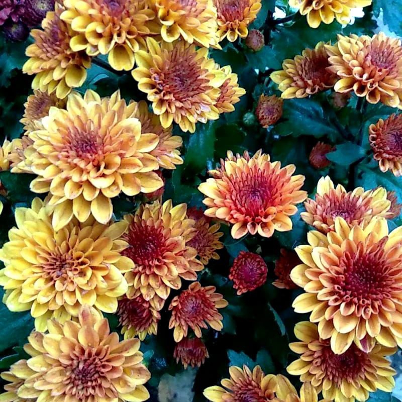 Tanaman hias bunga krisan hidup cantik