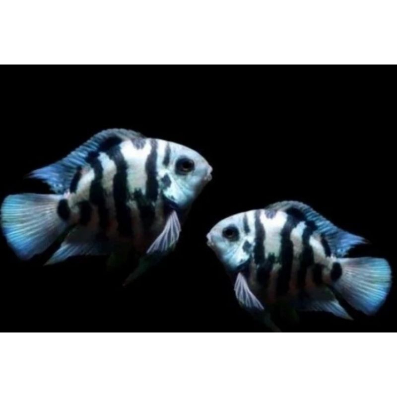 Ikan Hias Blue Poral Parrot