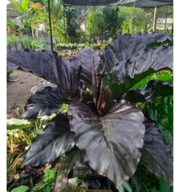 tanaman hokeri hitam