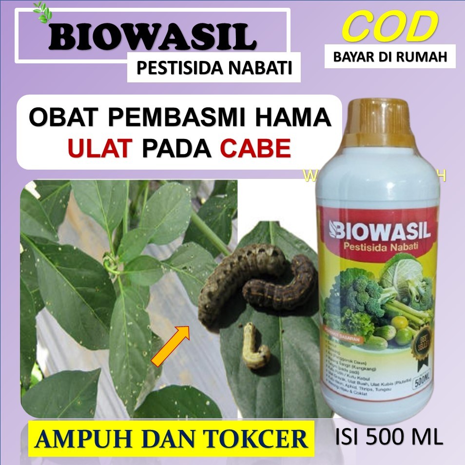 (SIAP COD) PESTISIDA BIOWASIL 500ML OBAT pembasmi hama Ulat pada cabe hama ulat Grayak, Lalat Buah, 