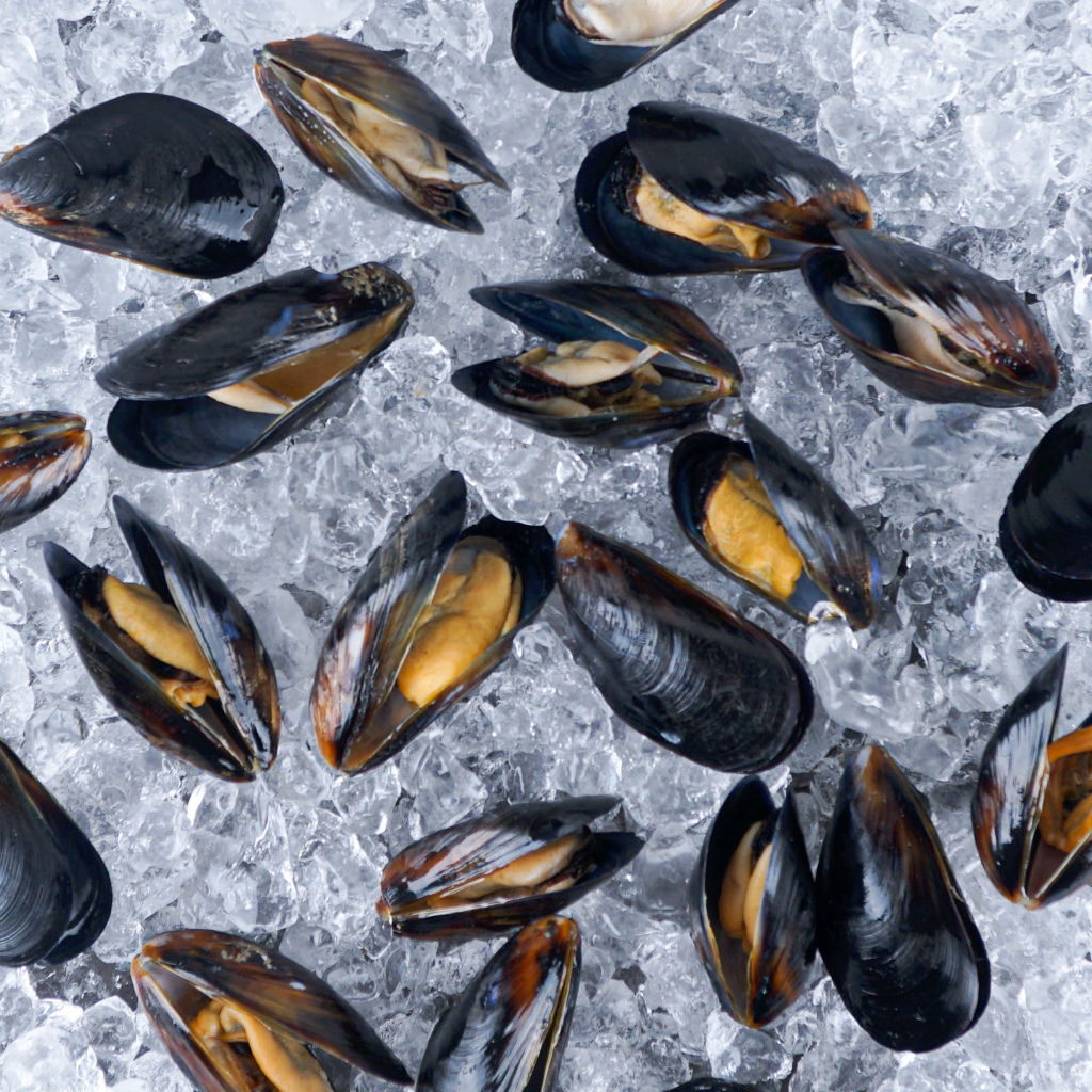 

Kerang Hitam Black Mussel Impor Boiled