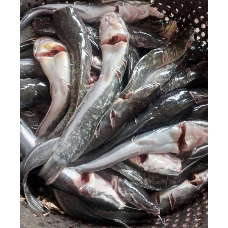 

ikan lele segar (bukan frozen)