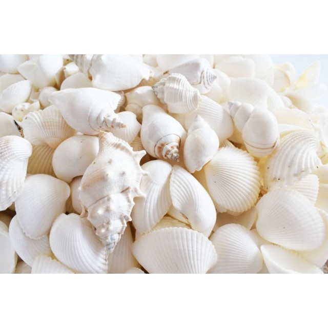 

Jual Tepung Kulit Kerang Superfine Halus Seperti Bedak