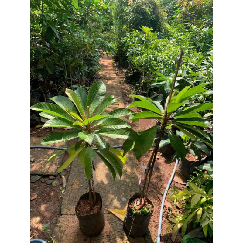 Tanaman Mamey Sapote Super Red Magana