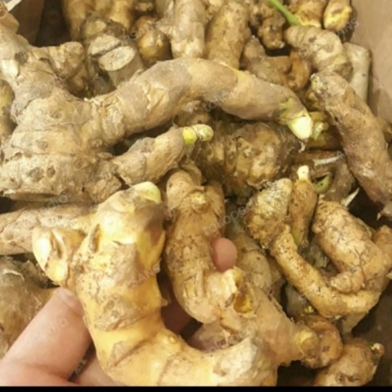 

Bangle Segar (Zingiber Monatanum) 500 gram