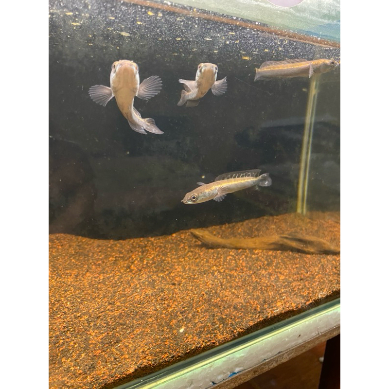 Sticker Maru Ombyok Simet-Simet