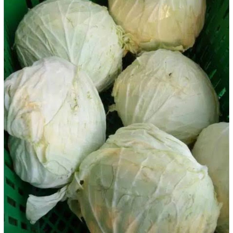 

Kol Tanah Karo