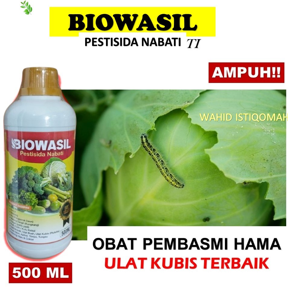 BAYAR DI TEMPAT) BIOWASIL OBAT HAMA KUBIS/KOL Terbaik - Pestisida Kubis Paling Bagus Atasi Hama Tana