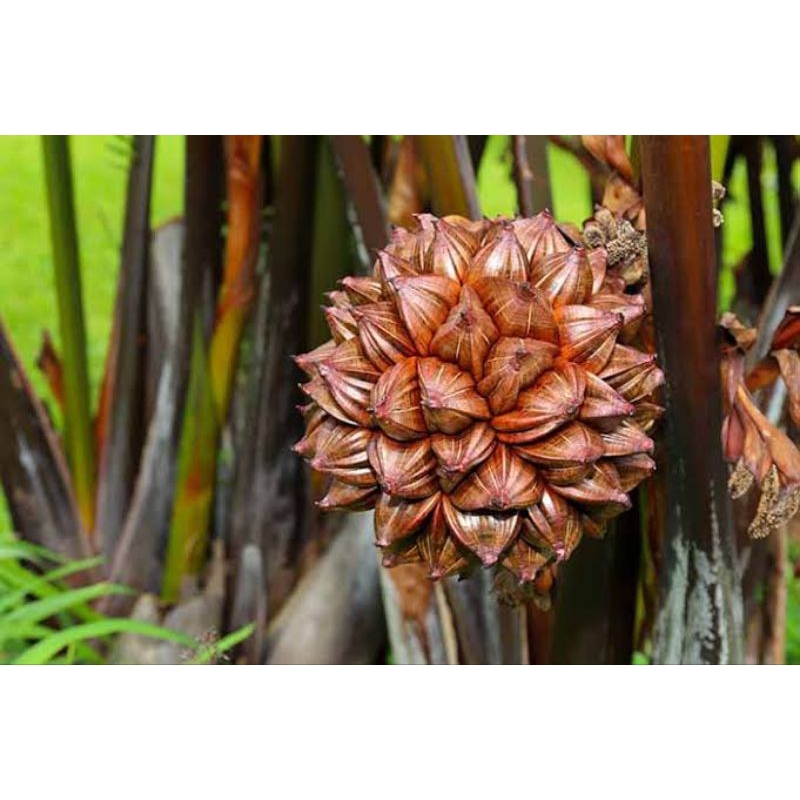 

1 Tundun Buah Nipah Segar / Dipetik langsung