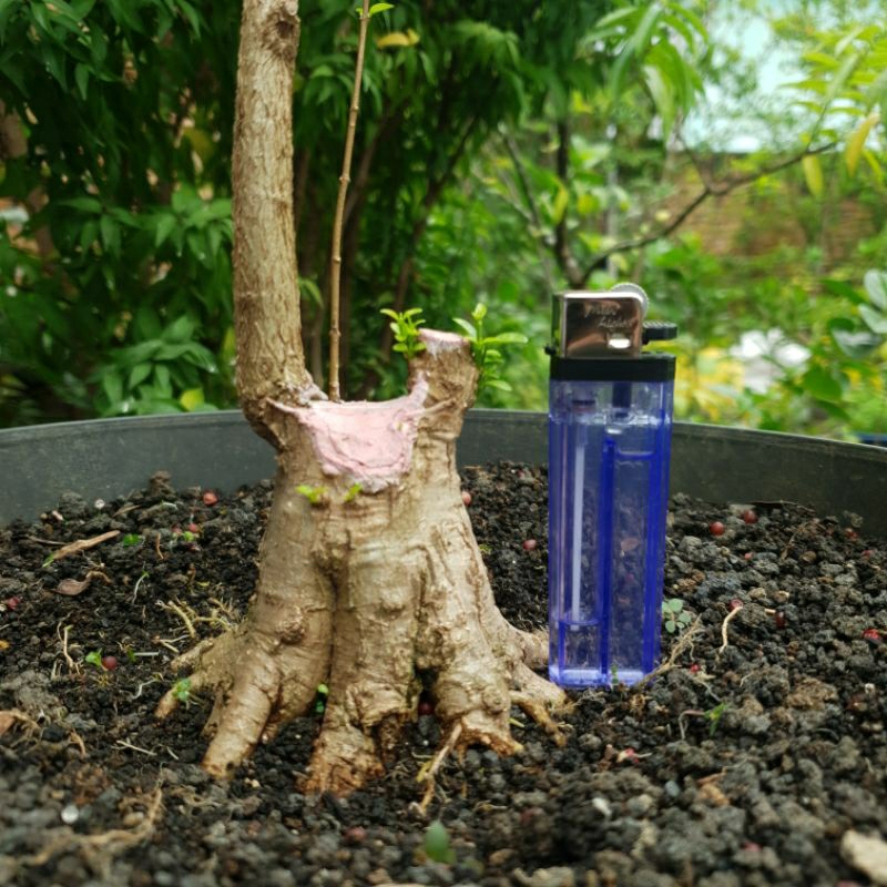 Bahan bonsai anting putri prospek