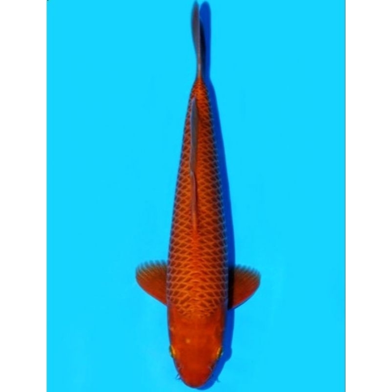 [ BELI 10 BONUS 1 ] Ikan koi chagoi (Blitar)