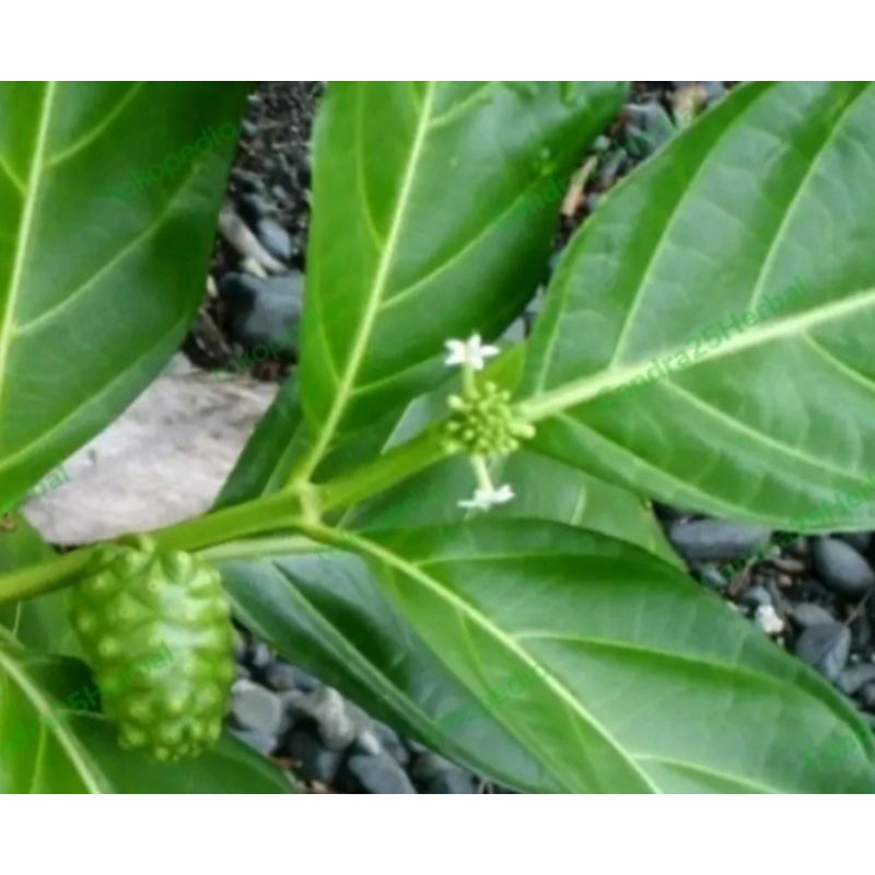 

daun mengkudu per 10 lembar