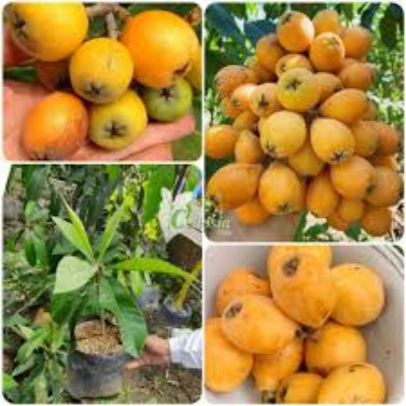 Bibit buah leci. kuning