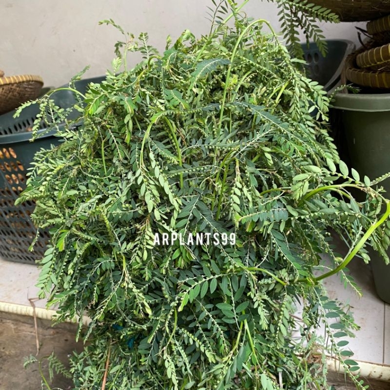 

DAUN MENIRAN SEGAR 500 Gram