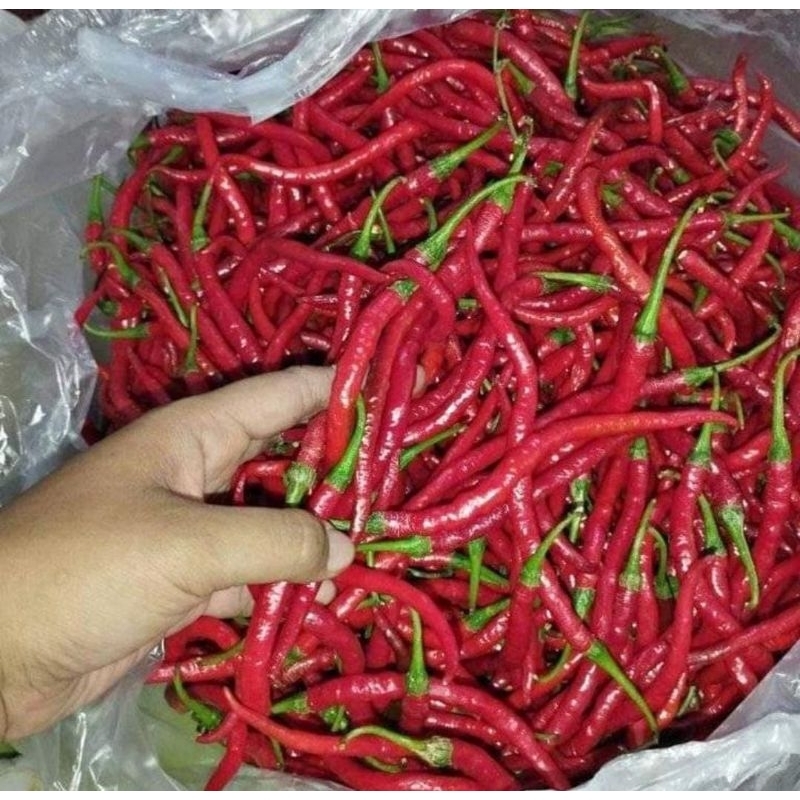 

Cabe / Cabai Merah Kriting / Lombok kriting 500gram