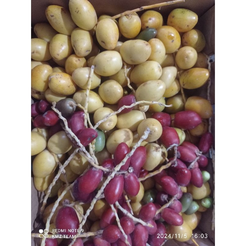 

Kurma Muda 250gram ikhtiar promil program hamil