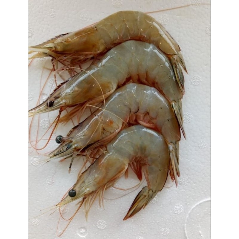 

Udang Jerbung Laut size 30-35 Frozen boat fresh