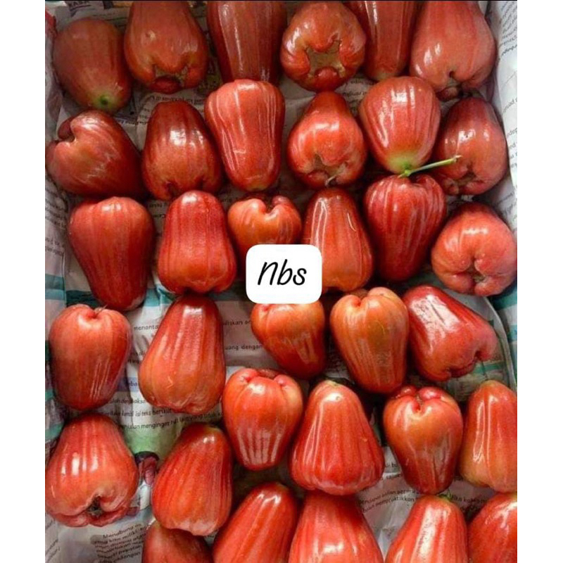 

jambu citra manis 1kg