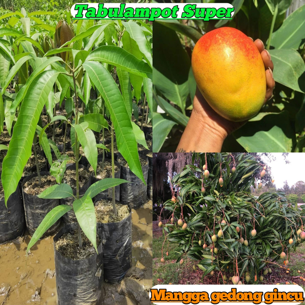 Bibit Mangga Gedong Gincu Asli Okulasi Super Unggul Cepat Berbuah Tanaman Buah Mangga Okulasi Super 