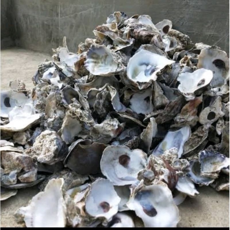 oyster, kulit kerang media filter