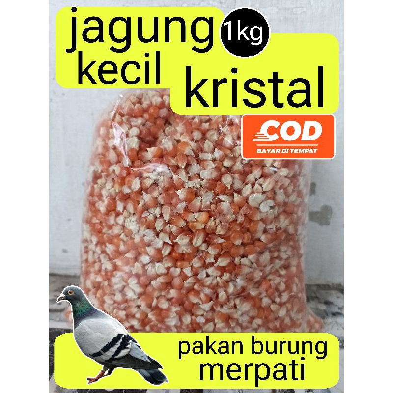 jagung kristal kecil pakan burung merpati 1kg