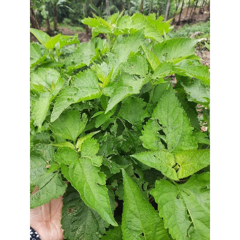 

Daun kiriyuh segar 500grm