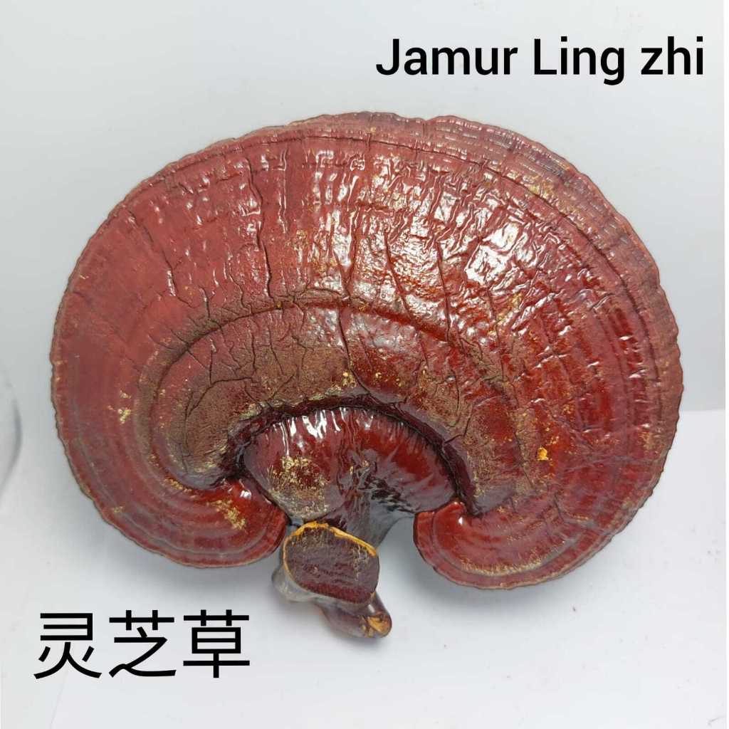 

Jamur Ling Zhi Utuh 灵芝草 ASLI JAMUR LINGZHI KERING