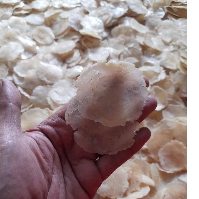 

EMPING MELINJO KEBUMEN UK SEDANG (BIJI 2-3)PAKET USAHA PER 5KG