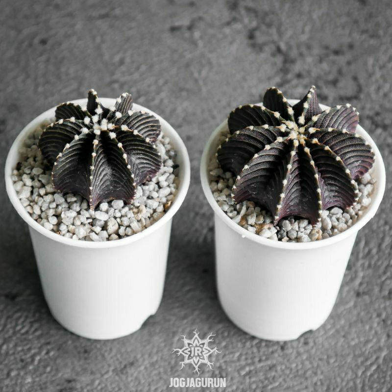 Gymnocalycium Friedrichii VoS 1241