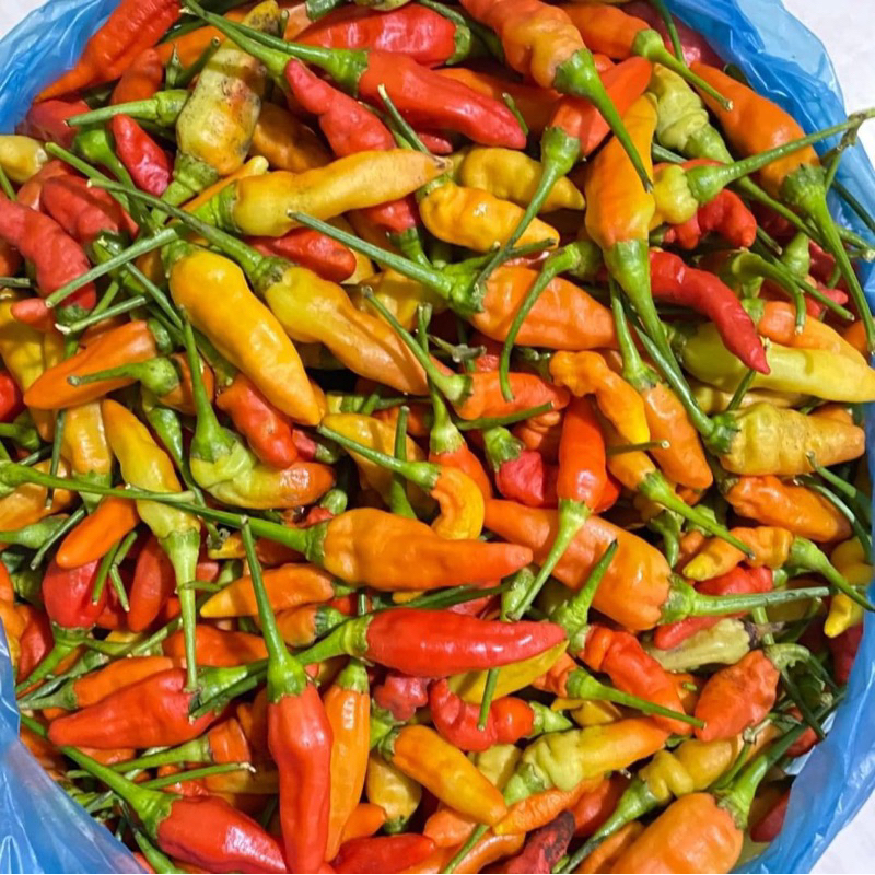 

Cabai rawit merah asli panenan petani wonogiri 500gram