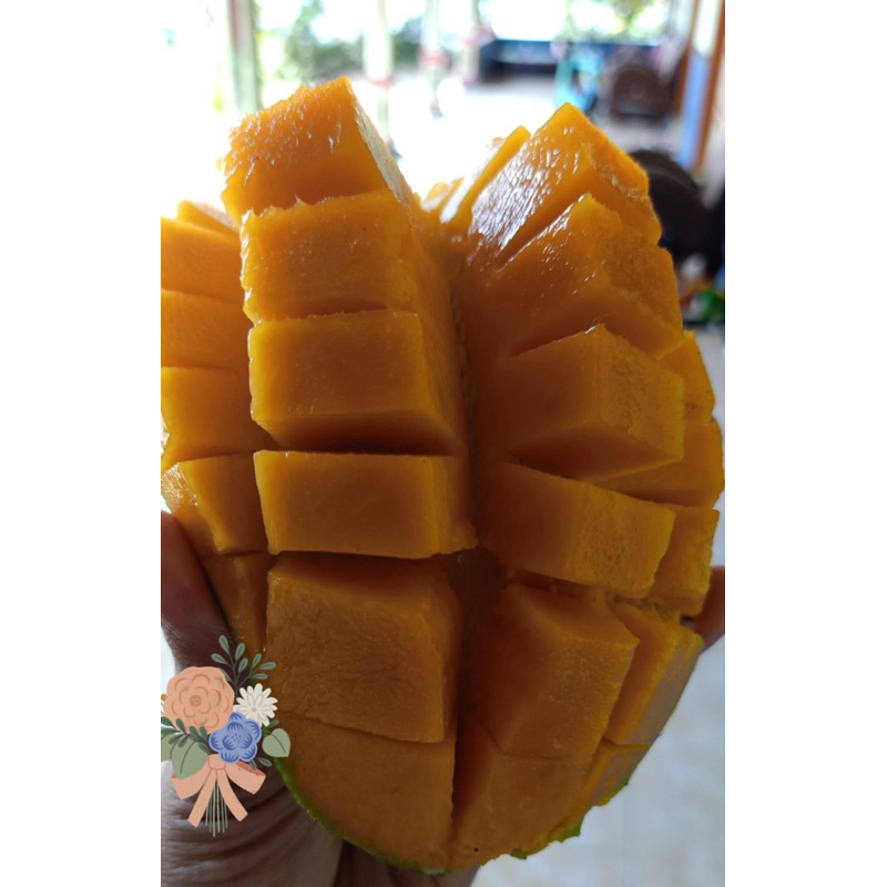 

MANGGA manis MANALAGI ASLI PANENAN WARGA WONOGIRI